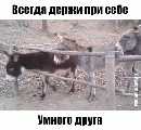 Ослик 8372